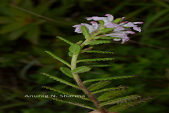Pedicularis zeylanica
